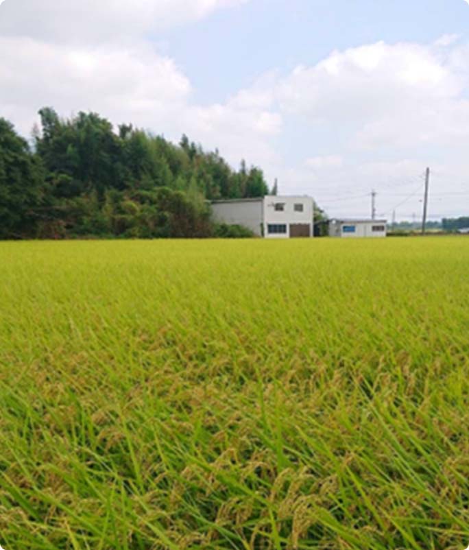 飼料米の圃場